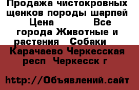Продажа чистокровных щенков породы шарпей › Цена ­ 8 000 - Все города Животные и растения » Собаки   . Карачаево-Черкесская респ.,Черкесск г.